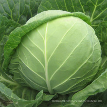 HC02 Guanse round dark green F1 hybrid cabbage seeds